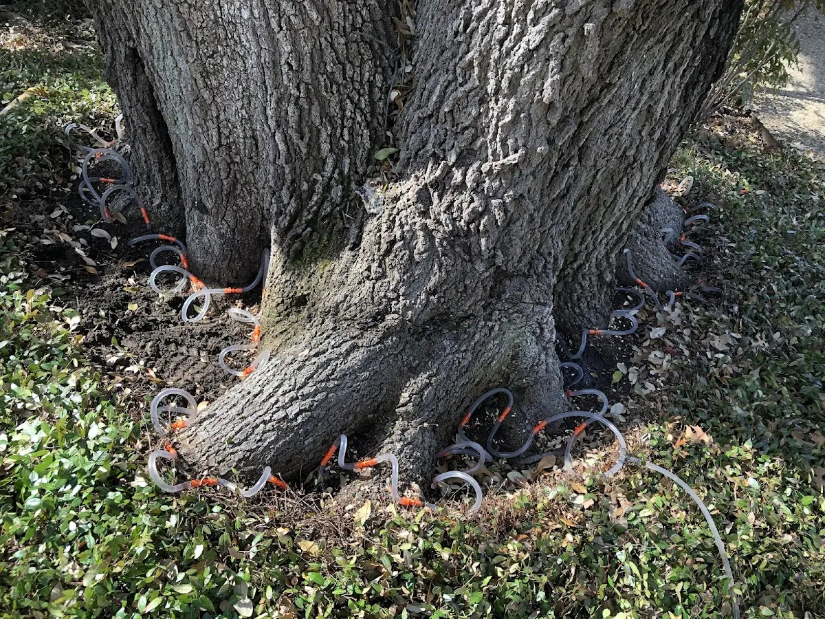 Detailed Tree Cabling and Bracing job site in Nottawa