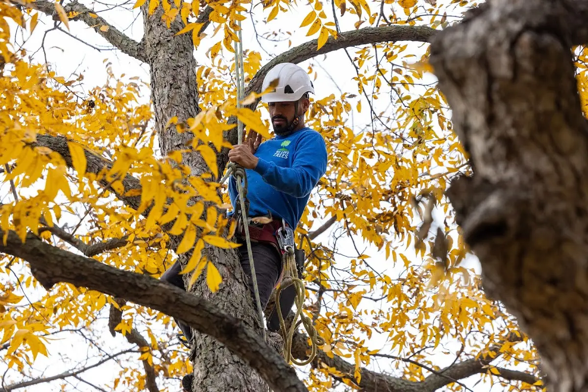 Skilled Tree Planting crew working in Nottawa